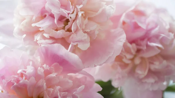 牡丹の新鮮な花植物 — ストック写真