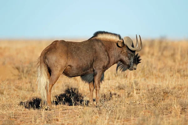 南非斑马国家公园草原上的一只黑色野牛 Connocha救E Gnou — 图库照片