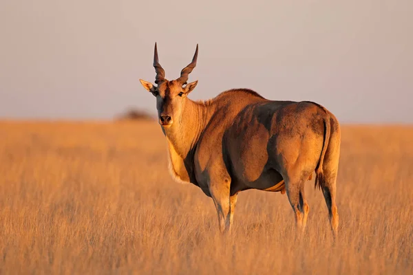 南非莫卡拉国家公园午后灯光下的雄性陆地羚羊 Tragelaphus Oryx — 图库照片