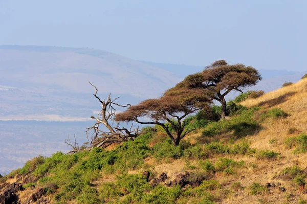 Landschaft Mit Afrikanischen Dornenbäumen Amboseli Nationalpark Kenia — Stockfoto
