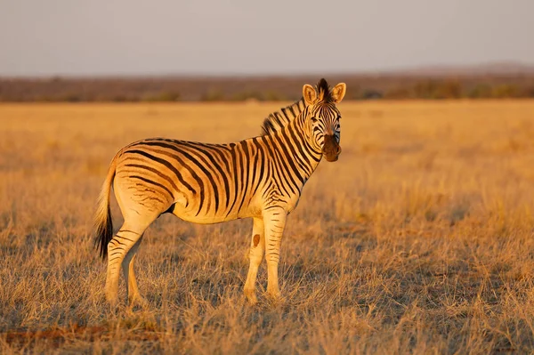 Steppezebra Equus Burchelli Late Middag Licht Mokala National Park Zuid — Stockfoto