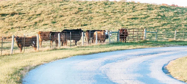 켄터키주 중앙에 울타리 근처에서 젖소들 — 스톡 사진