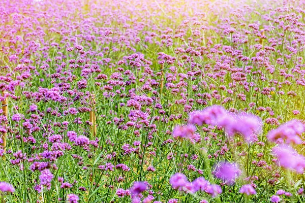 Lilla Blomstermark Smukke Natur Verbena Bonariensis Eller Purpletop Vervain Sollys - Stock-foto