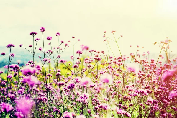 Beautiful Nature Purple Flower Field Verbena Bonariensis Purpletop Vervain Bright — Stock Photo, Image