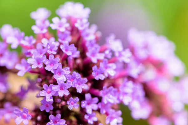 베베나보나 엔시스 Verbena Bonariensis Purpletop 아름다운 — 스톡 사진