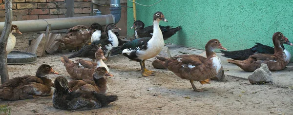 Rebanho Jovens Patos Divertindo Quintal — Fotografia de Stock