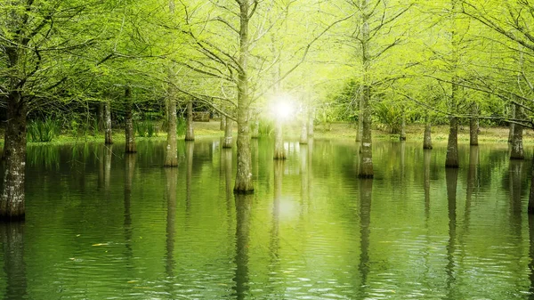 Krásné Borovice Kvetoucí Stromy Parku Pohled Zdola Nahoru — Stock fotografie