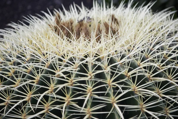 Тропічна Зелена Рослина Соковиті Кактуси — стокове фото