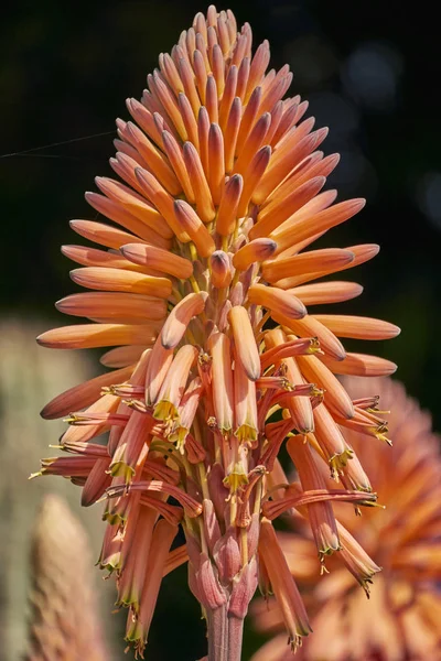 Liście Roślin Tropikalnych Flora — Zdjęcie stockowe