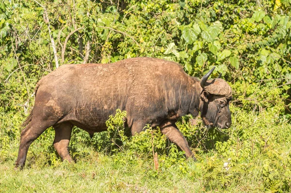 Buffalo Het Bos Van Aberdare Park Centraal Kenia — Stockfoto