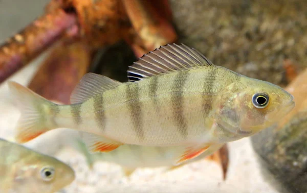 Flussbarsch Perca Fluviatilis — Stockfoto