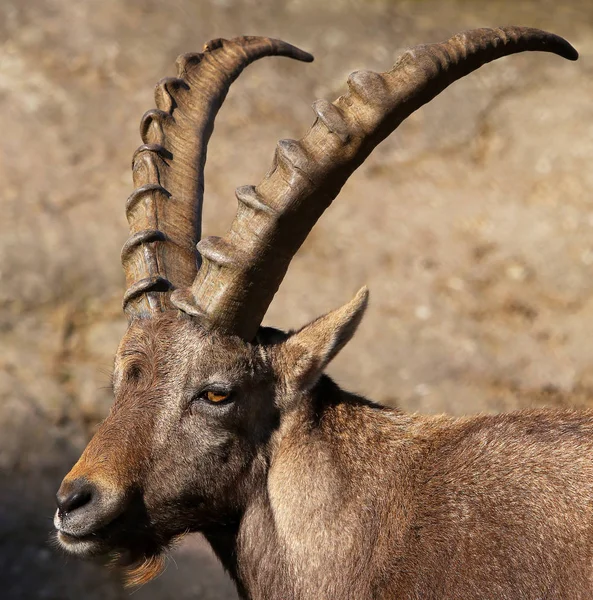 Head Study male Capricorn Capra ibex with Goatee beard