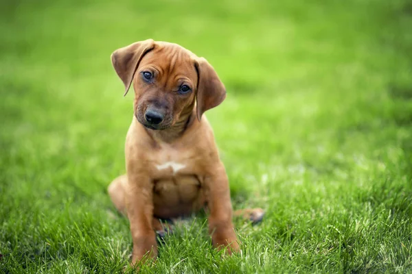 Rhodesian Ridgeback Szczeniak Siedzi Zielonej Trawie — Zdjęcie stockowe