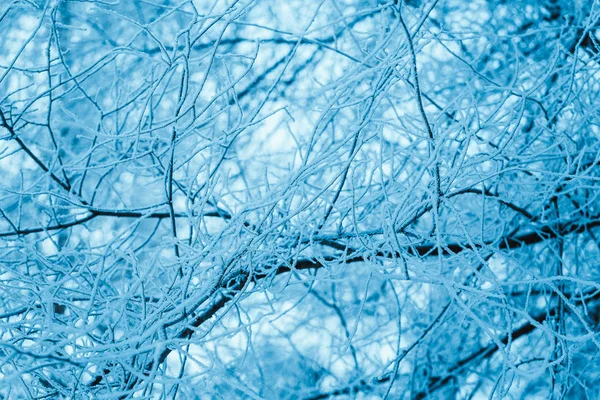 冬の森に木雪に覆われた木 — ストック写真