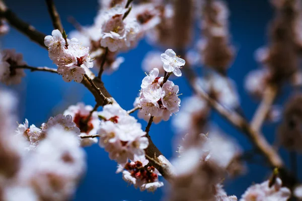 Bir Bahar Gökyüzünün Arka Planında Çiçek Açan Kayısı — Stok fotoğraf