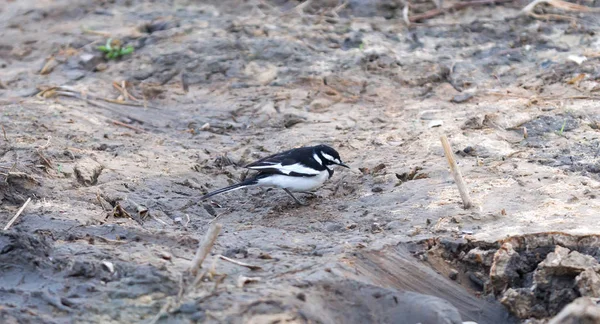 Невеликий Чорно Білий Птах Землі Ботсвани — стокове фото
