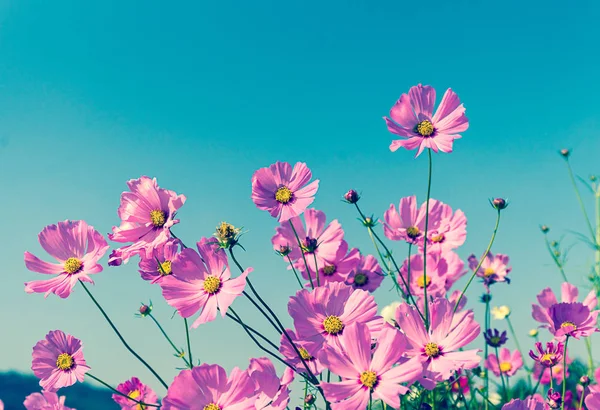 Champ Fleurs Roses Cosmos Thaïlande — Photo