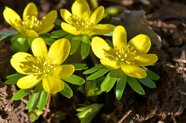 Krokussen Bloeiende Bloemen Natuur Lenteflora — Stockfoto