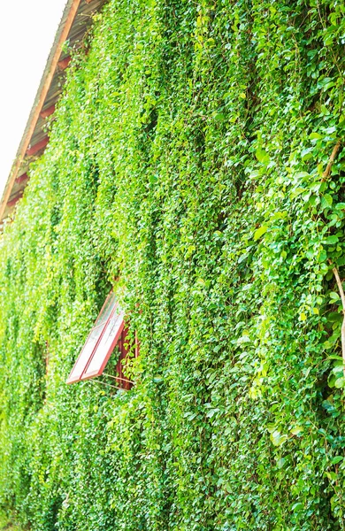 House filled with vines .Leaves cover over the house