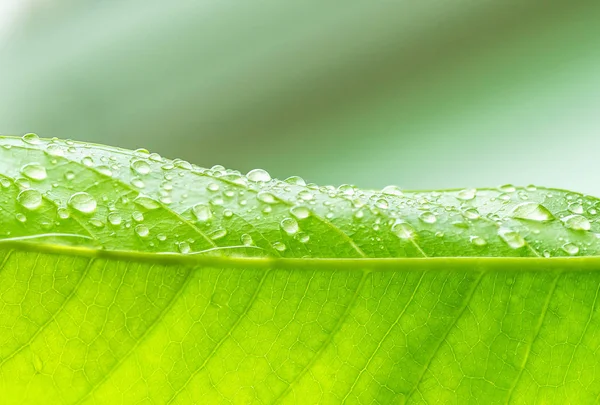 Крупним Планом Зелений Лист Краплями Води — стокове фото