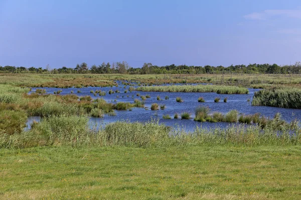 Prado Sundic Península Zingst — Fotografia de Stock