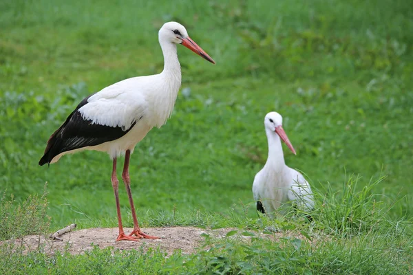 Scenic View White Stork Wild Nature — Stock Photo, Image