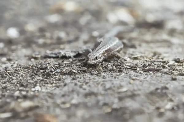 Pequeño Lagarto Pardo Zootoca Vivipara Primer Plano Arrastrándose Por Suelo — Foto de Stock