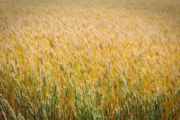 Ein Hintergrund Aus Grünen Und Goldenen Weizenköpfen — Stockfoto