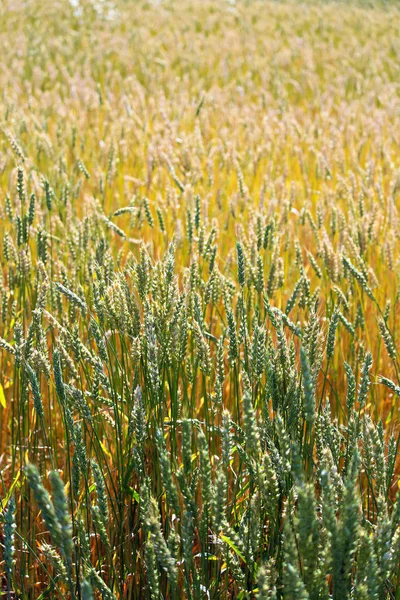 Вертикальный Фон Созревания Пшеницы Различных Цветовых Стадиях — стоковое фото