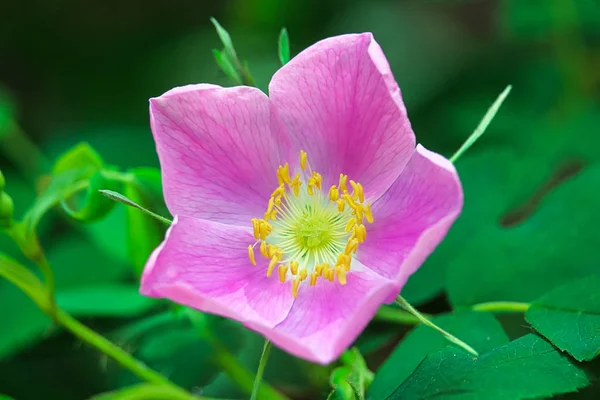 Zbliżenie Różowej Dzikiej Róży Rozkwicie — Zdjęcie stockowe