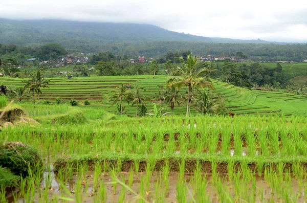 Hermosas Terrazas Arroz Jatiluwih Bali Indonesia —  Fotos de Stock