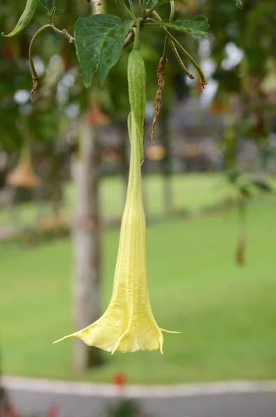 Brugmansia Λουλούδια Της Οικογένειας Solanaceae Επίσης Γνωστή Και Σάλπιγγα Αγγέλου — Φωτογραφία Αρχείου