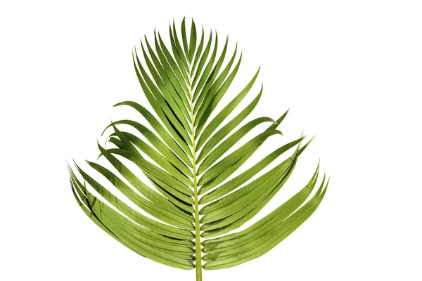 Пальмовая Ветвь Зелеными Листьями Белом Фоне — стоковое фото