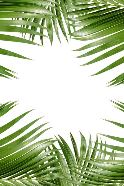 Пальмовими Гілками Зеленими Листям Простір Тексту Над Білим Тлом Концепція — стокове фото