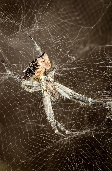 Cyrtophora Citricola Opuntia Spider — ストック写真