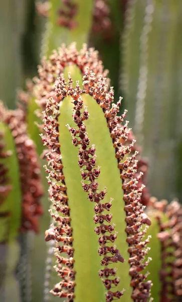Tropical Plant Cactus Cacti — Stock Photo, Image