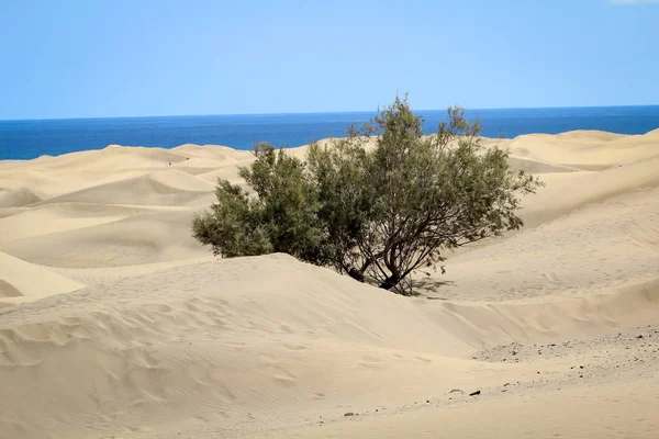 Kum Tepelerinin Manzarası Seçici Odak — Stok fotoğraf