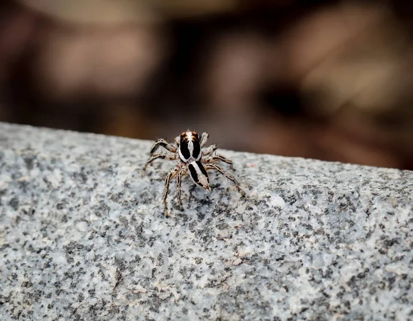 可怕的蜘蛛 可怕的昆虫 — 图库照片