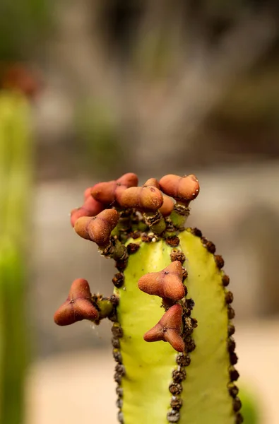 Planta Tropical Cacto Cactos — Fotografia de Stock