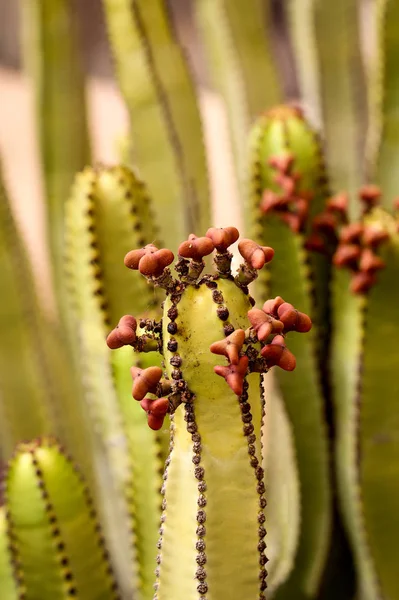 Detaily Kaktusu Květ — Stock fotografie