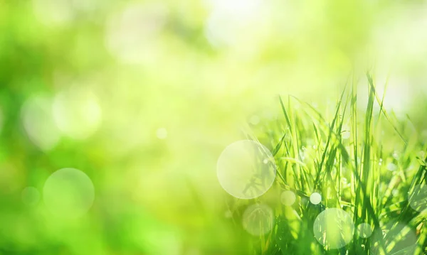 Sonnige Grüne Frühlingslandschaft Mit Gräsern Und Hellem Bokeh — Stockfoto