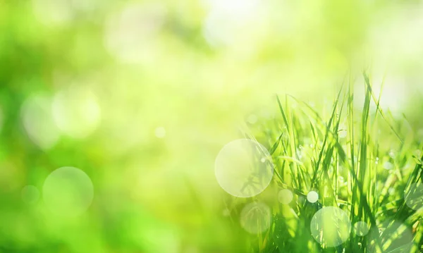 Zonnig Groen Voorjaarslandschap Met Grassen Heldere Bokeh — Stockfoto