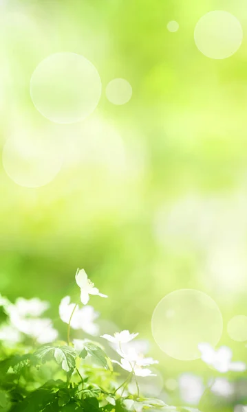 Sonnige Grüne Frühling Hintergrund Mit Kleinen Weißen Blüten Und Helles — Stockfoto