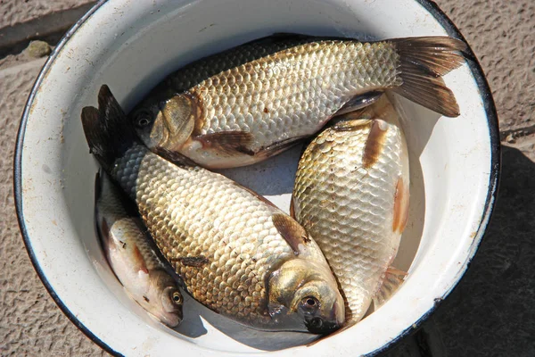Successful fishing. Caught crucians in plate. Natural ingredients for healthy nutrition. Fresh fish caught in fishing