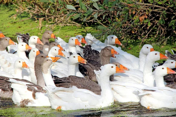 鹅在农村池塘游泳 在河上游泳的家养鹅的飞行 一群白色和灰色的鹅在池塘上游泳 家养鸟类 — 图库照片