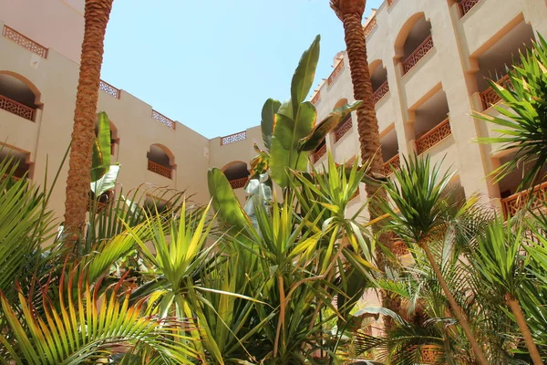 Mısır Daki Tropikal Resort Palmiye Ağaçları Resort Avluda Büyüyen Tropikal — Stok fotoğraf