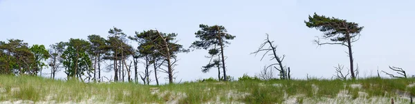 Vindpinade Tallar Vid Sanddynsområdet Nationalparken Darsser Ort Tyskland — Stockfoto