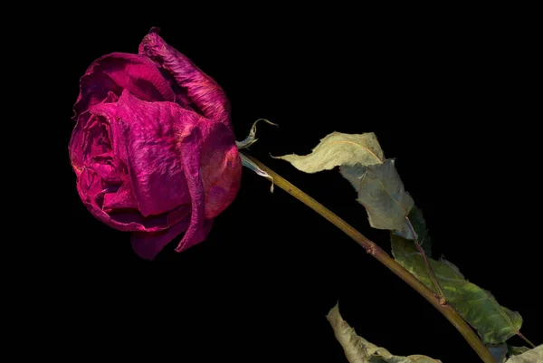 Сушеный Фиолетовый Цветок Розы Листьями Черном Фоне — стоковое фото