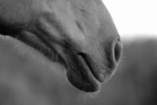 Truffe Museau Cheval Proximité Photo Noir Blanc — Photo