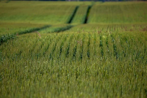 Sentiero Sterrato Nel Paesaggio Dei Campi Cereali Primavera Tracce Pneumatici — Foto Stock